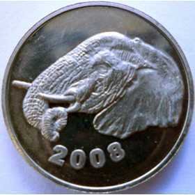 Elephant, South Africa, 2008